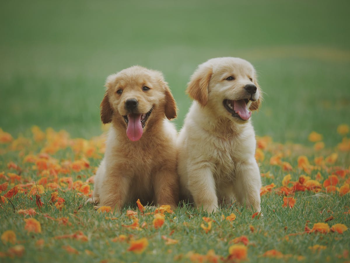Pets contributing dander to indoor air quality