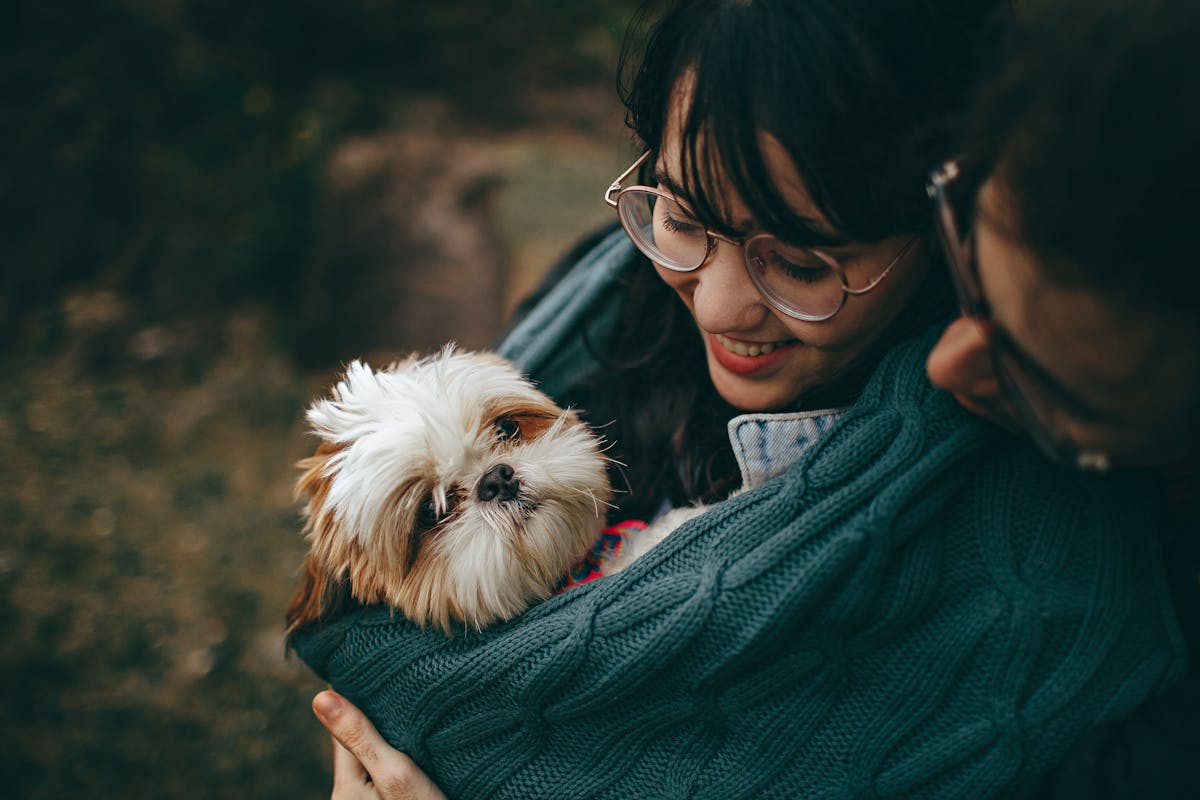 Dog relaxing on couch in living room with pet dander affecting air quality